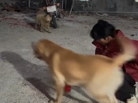 要笑岔气了，小狗放烟花