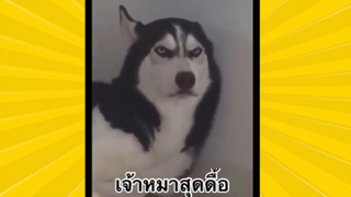 สัตว์เลี้ยงเพื่อนขนปุย: เจ้าหมาสุดดื้อ