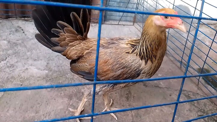 golden boy sweeter and Boston Roundhead