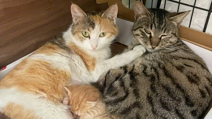 الهرة الصغيرة: تبيّن أنني أستطيع أن أكون بهذه السعادة!