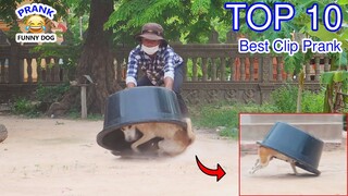 TOP 10 Best Clip Prank ! Huge Plastic Box vs Prank Sleep Dog, Top Funny Video prank on Dog