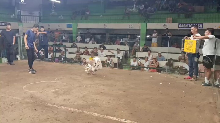 #2nd fight wen.. champion 🏆🏆🐓🐓