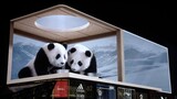 Animal | Panda Cousins Drinking Milk | Glasses-Free 3D Technology