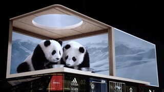 滚滚兄妹🐼在雪山喝冰镇盆盆奶