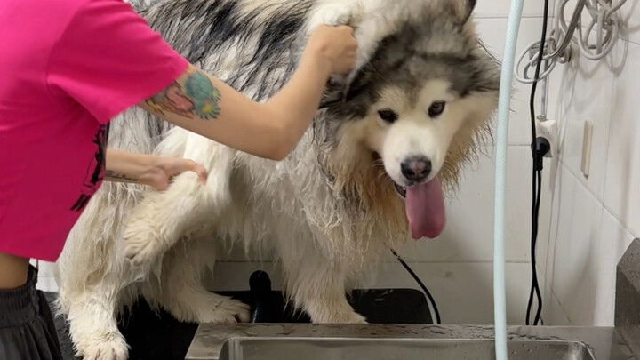 Chủ cửa hàng thú cưng đi ở cữ rồi, thiếu nhân lực nên đành tự mình tắm cho chó luôn.