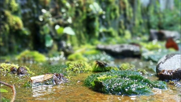 MOSS CANTIK, SEPERTINYA BISA NIH UNTUK AQUASCAPE