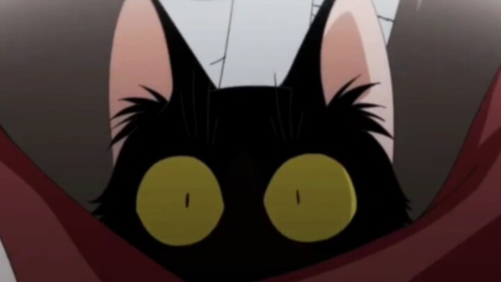 Seperti yang diharapkan, Yukichi telah menjadi kucing yang sangat lucu sejak dia masih kecil o(o･`з･