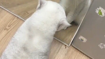 When a cat sees itself in the mirror for the first time.