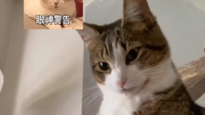 Cat: I am Hell