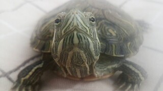 【Brazilian Turtle】It's not recommended to place the turtle on the bed