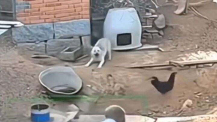 Chó: Tuyệt quá!! Tối nay có xương để ăn rồi!!!