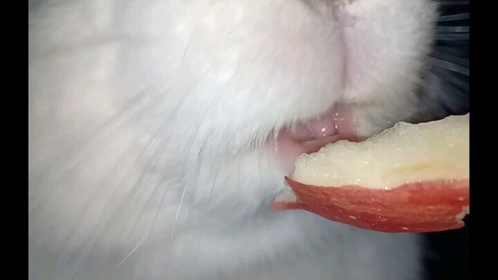 Mukbang kelinci, apel～