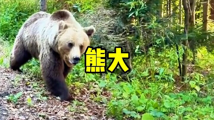 If you encounter a bear in the wild, never feed it—bears can't be tamed by feeding, and they're extr