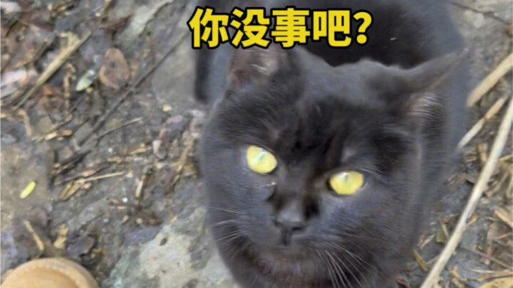 Khi tôi vô tình dẫm phải chú mèo con, hành động của nó khiến tôi không thể kìm nén được nữa.