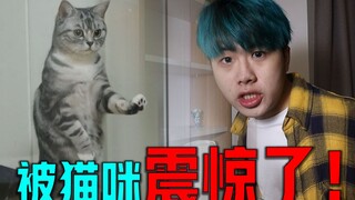 哭了！公猫一见母猫竟然做出这种事！