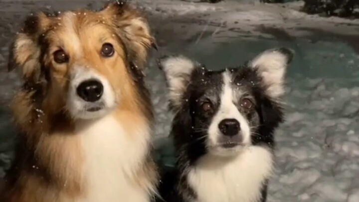 Let Autumn Be All Yours #BorderCollie #CutePetDiary #FurryFamilyPet