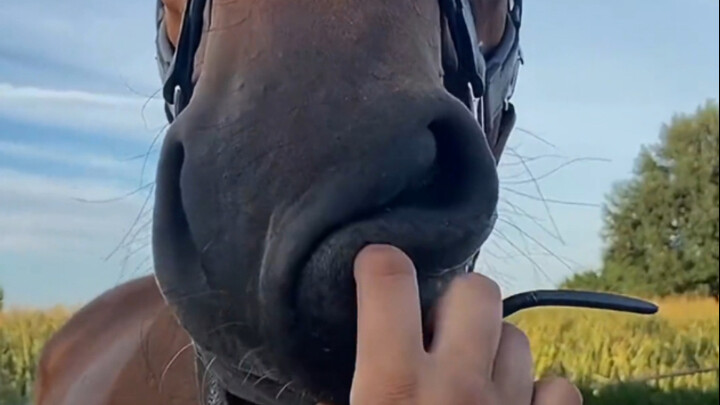 Kuda: Ternyata hidung kuda itu empuk?!