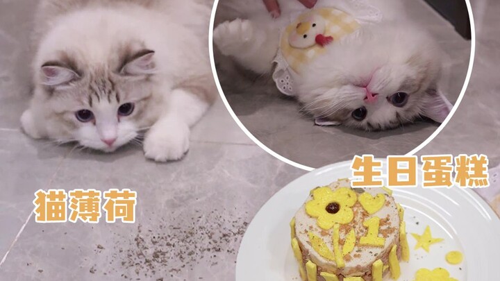 Saat ulang tahun pertama kucing merayakan adat “menangkap barang”, ia ketagihan setelah mencoba catn