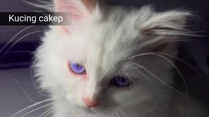 Kucing cakep