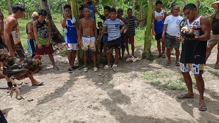 talisay vs hennie