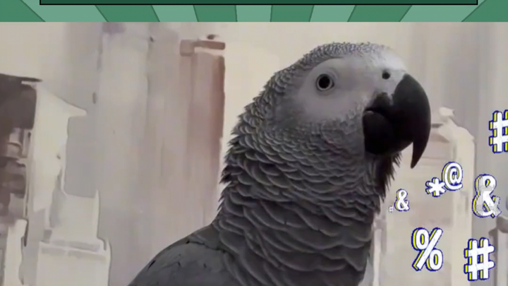 With their high IQ and knack for speaking like a national treasure, African grey parrots are known a