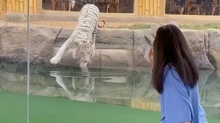 If the tiger doesn't show off its power, it will treat me as a sick cat