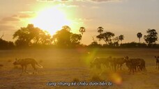 Sinh tồn nơi thiên đường: Câu chuyện gia đình động vật Full Movie [Sub Việt]