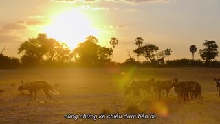 Sinh tồn nơi thiên đường: Câu chuyện gia đình động vật Full Movie [Sub Việt]