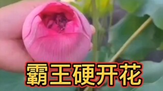 霸王硬开花，打开至尊千瓣