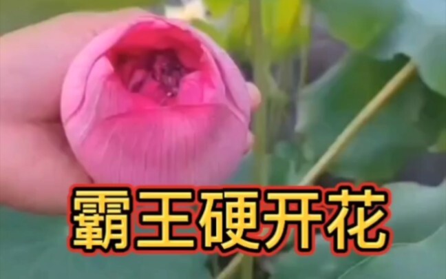 التنين القوي يفتح الزهرة، ويفتح ألف بتلة من العظمة supreme