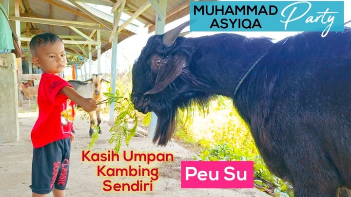 MUHAMMAD ASYIQA Beri Umpan Kambing Gede Hitam