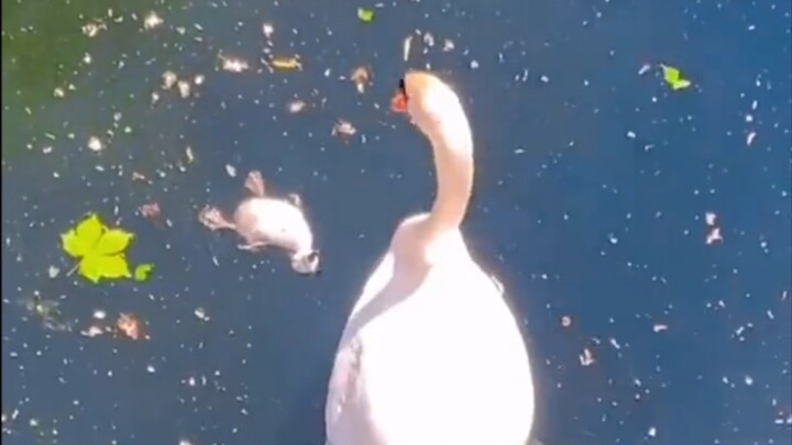 “Harus selalu bahagia, bebek”