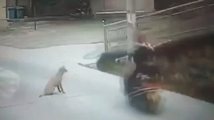 Huh? Is this Chinese Kung Fu?