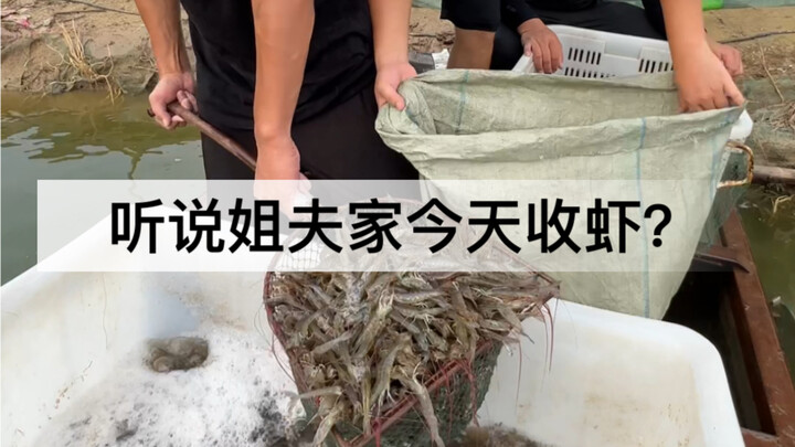 Shrimping is such tiring work—how could I let my brother-in-law do it all by himself!