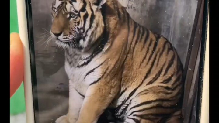 Xixi’s legs were shaking from fear of the vet.