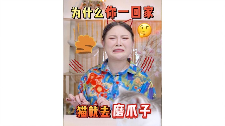 Tại sao mèo lại đi mài móng ngay khi thấy bạn về nhà?