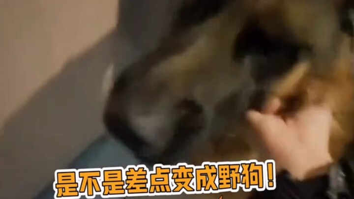 Anjing: Teman-teman, siapa yang ngerti? Saat itu aura dia benar-benar kuat banget!