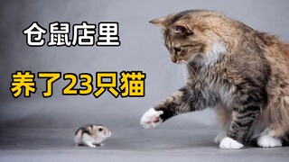 仓鼠店里，被网友强塞23只猫，夺笋呐！