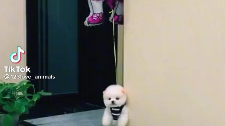 chó bay mọi người ơi