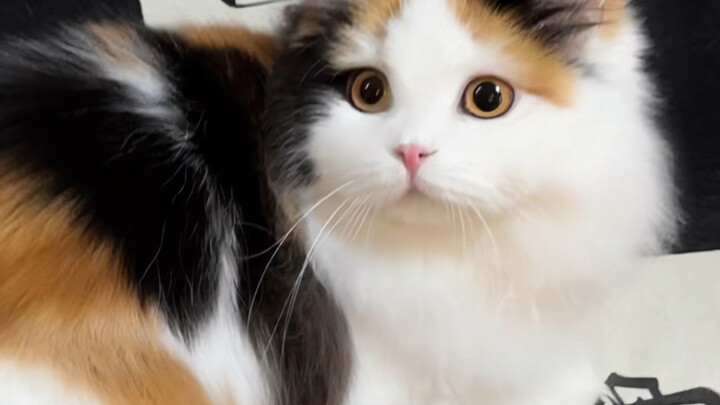 Little human takes it down (Isn’t the little winter melon from back then so cute too!)