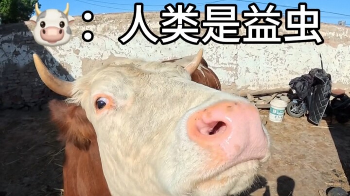 Humans are beneficial insects #Naadam #CutePetDebutProject #AgricultureRuralAreasAndFarmers
