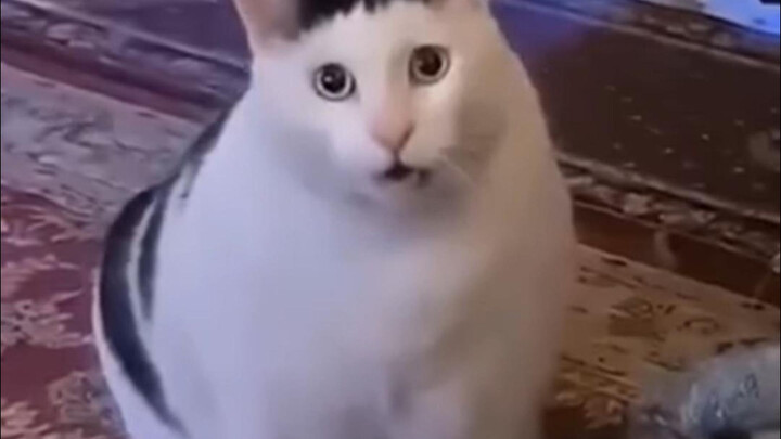 ⚡Những khoảnh khắc hài hước, lố bịch và dở hơi từ nước ngoài⚡791