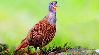 Kumpulan Kicau Burung (100 Jenis Burung)