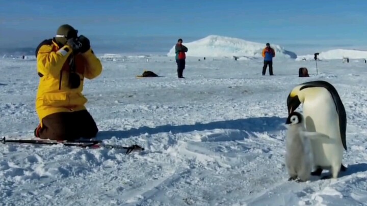 Penguin dads always have to bring their babies along when they take photos.