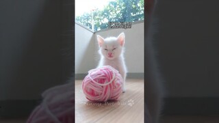 Funniest cats🐱In The World😂 Funny and Fails Pets Video #shorts #70 #cats #funny #animals