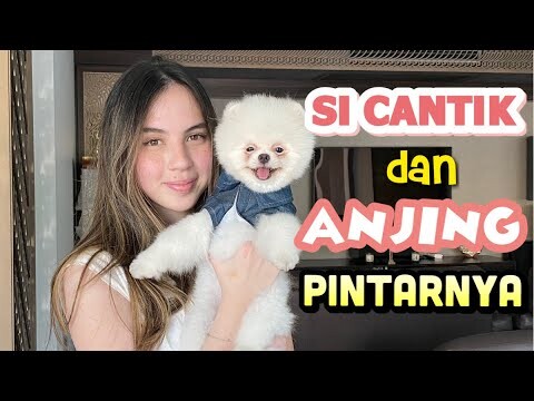 CEWEK CANTIK INI PUNYA ANJING SUPER PINTAR-HIGHLANDER KENNEL