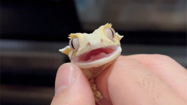 Teman baru untuk jok mobil~