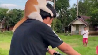 Ada seekor kucing yang tumbuh di kepalaku. Baru-baru ini, seekor kucing yang sedang populer di inter