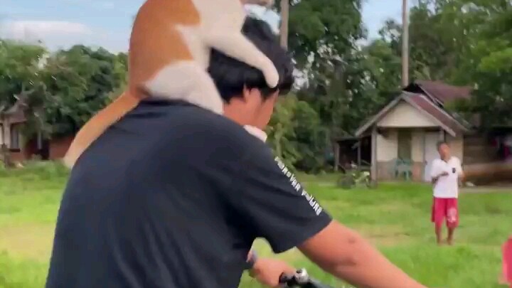 Ada seekor kucing yang tumbuh di kepalaku. Baru-baru ini, seekor kucing yang sedang populer di inter