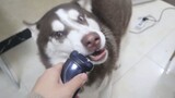 [Dog] This Husky dog is scared of the electric razor